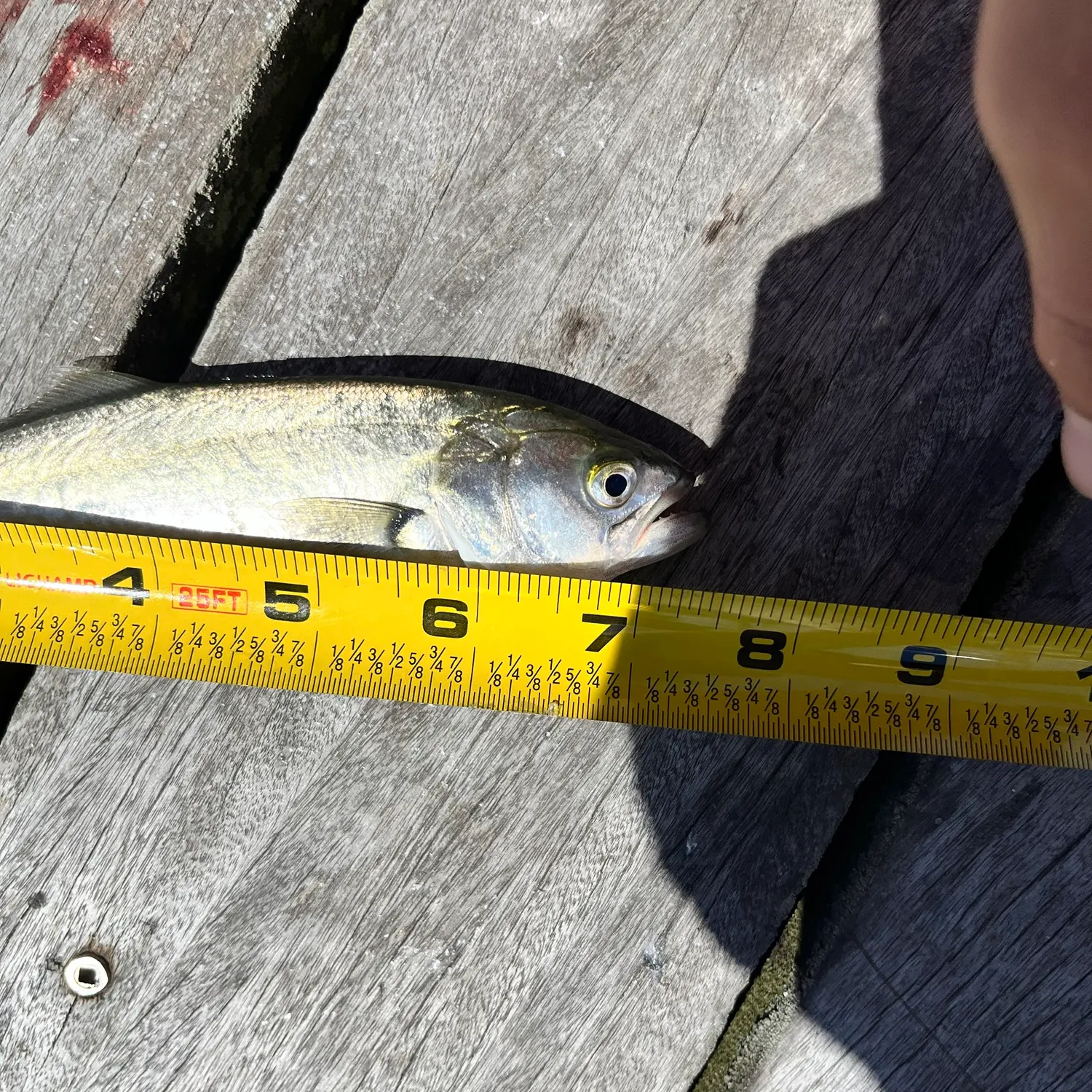 Bluefish caught on Fishbrain