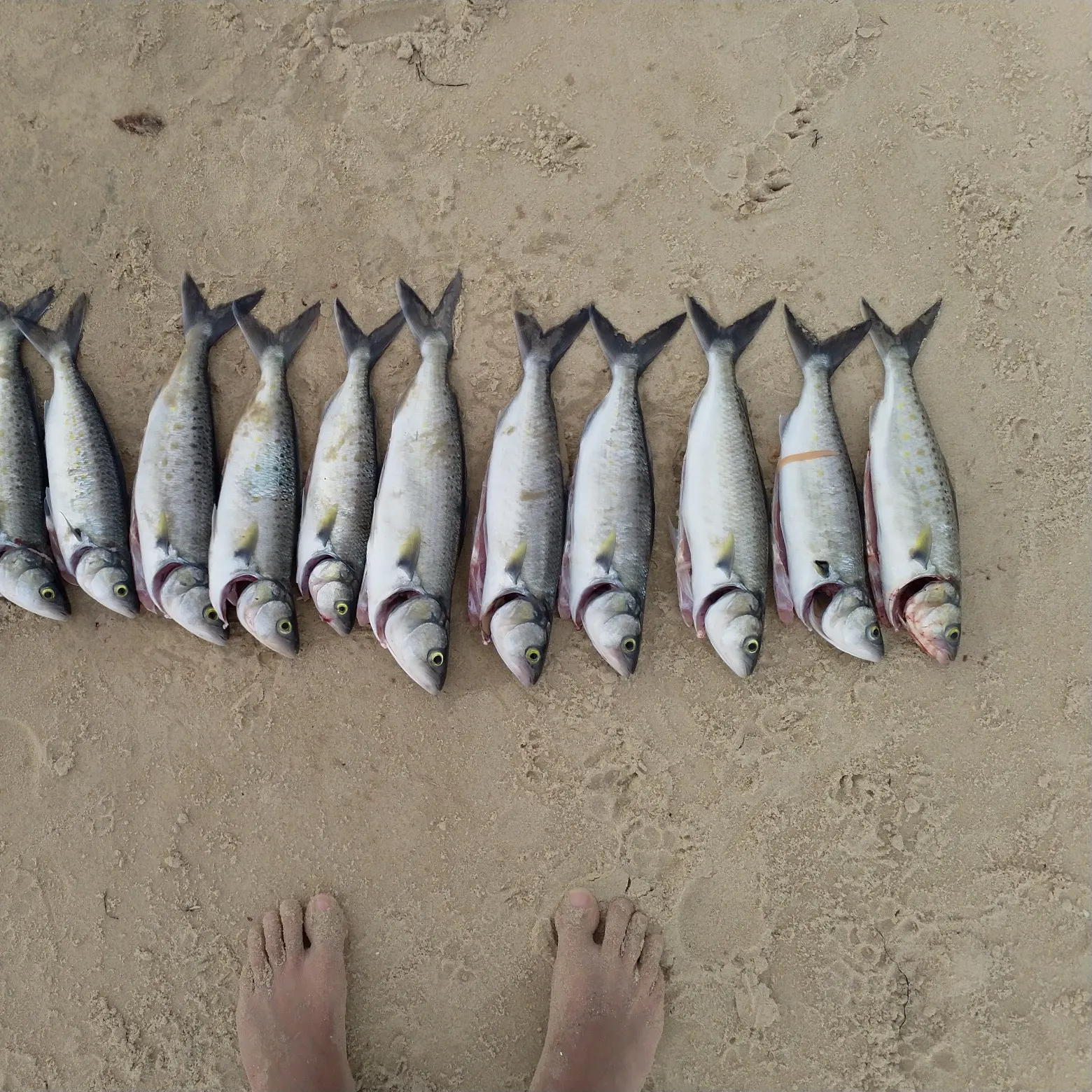 Eastern Australian salmon caught on Fishbrain