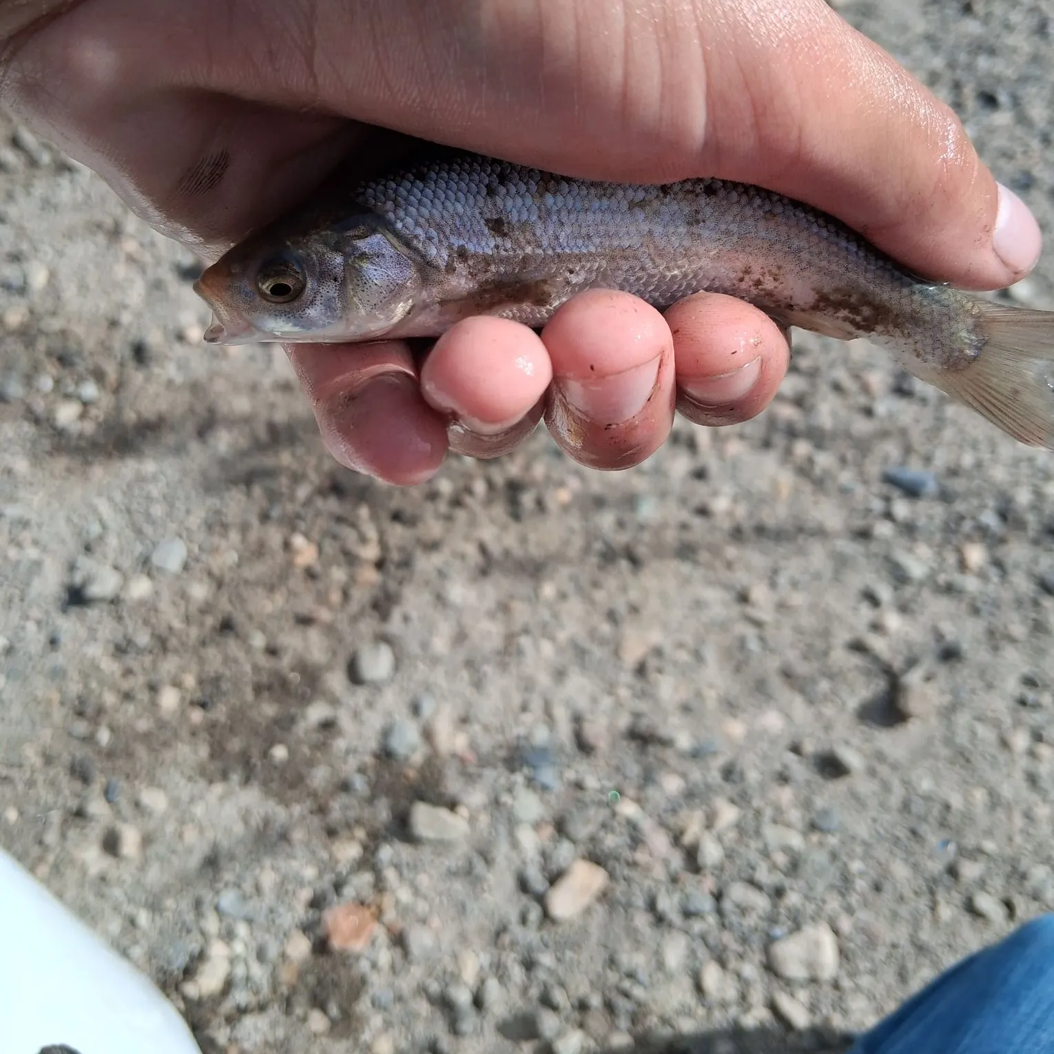 The most recent Utah chub catches on Fishbrain