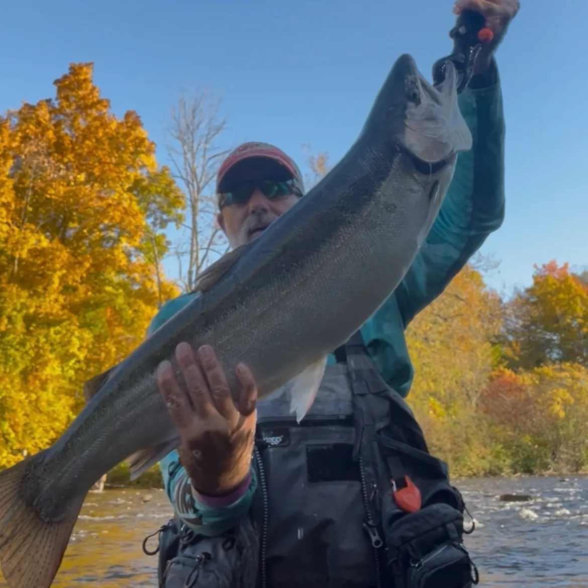 Steelhead caught on Fishbrain
