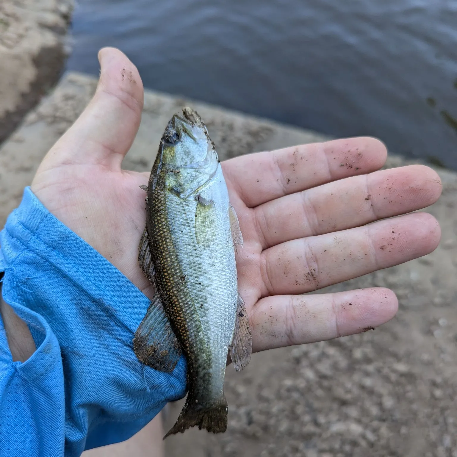 Spotted bass caught on Fishbrain