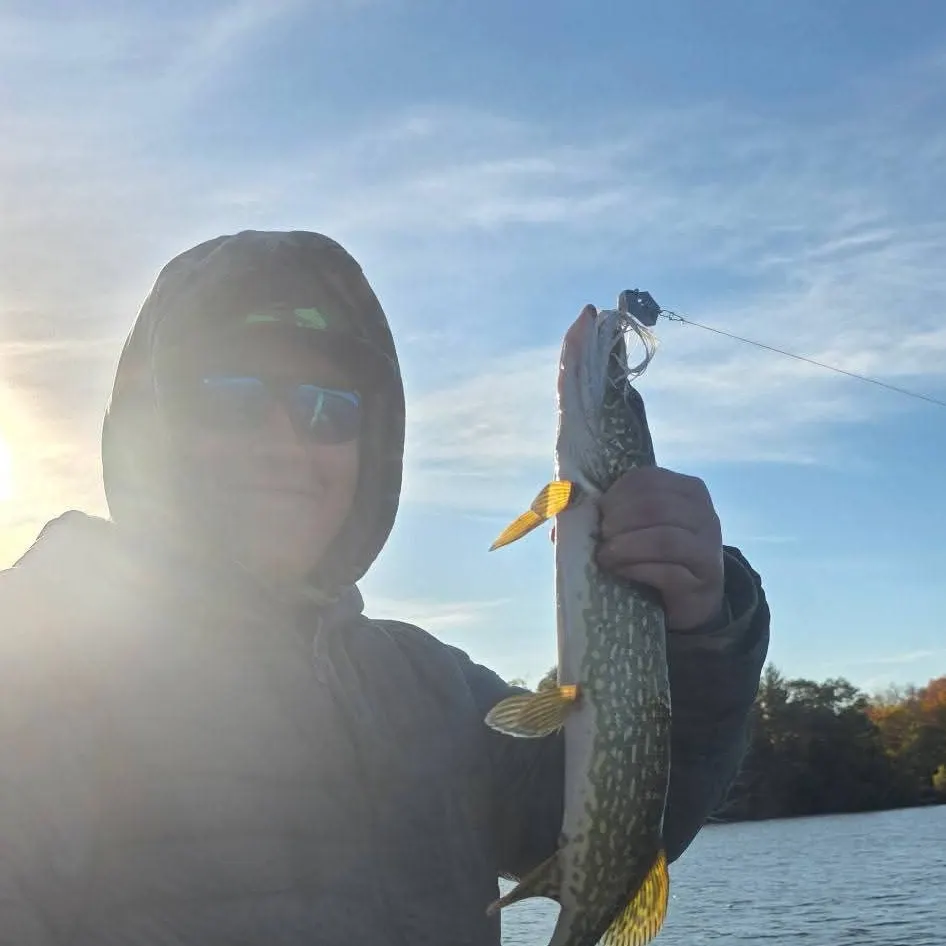 Northern pike caught on Fishbrain
