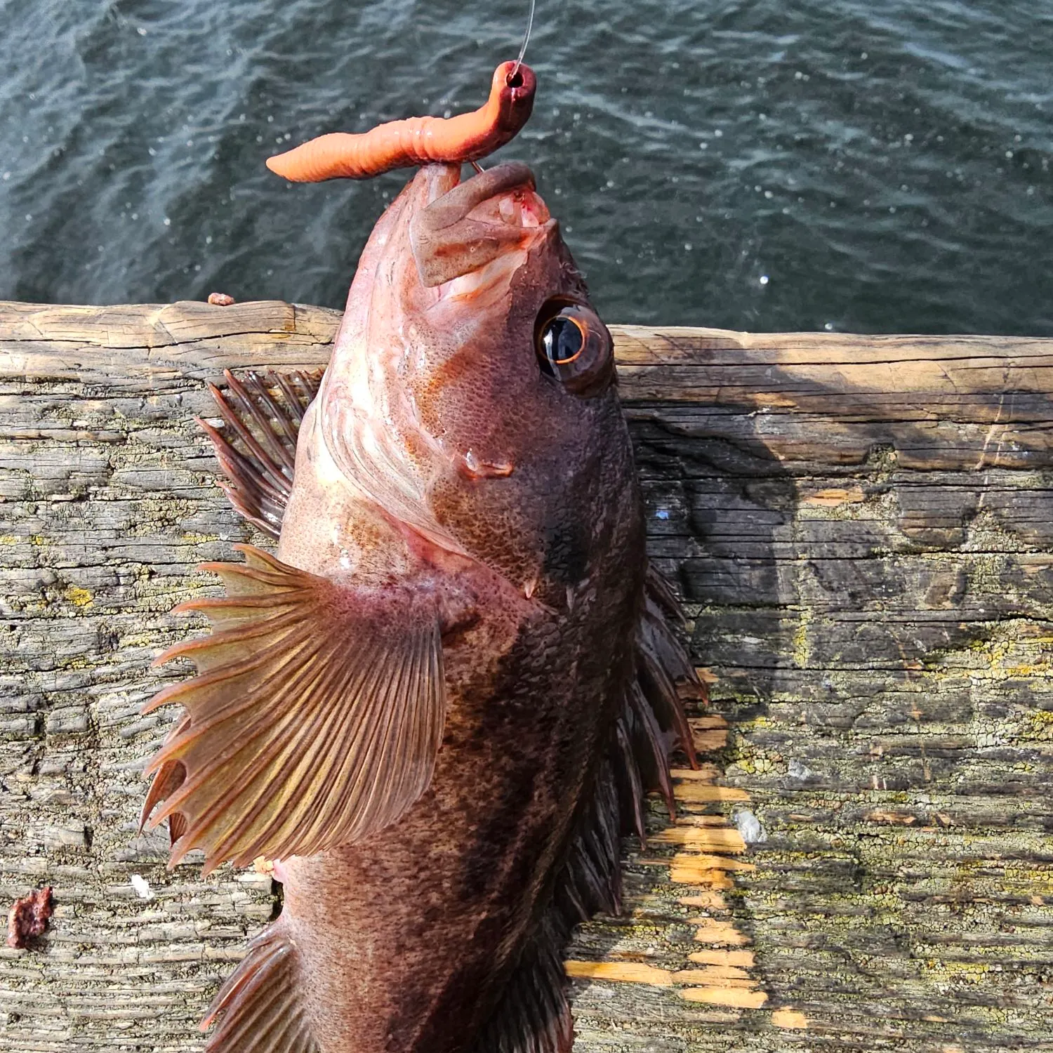 Copper rockfish caught on Fishbrain