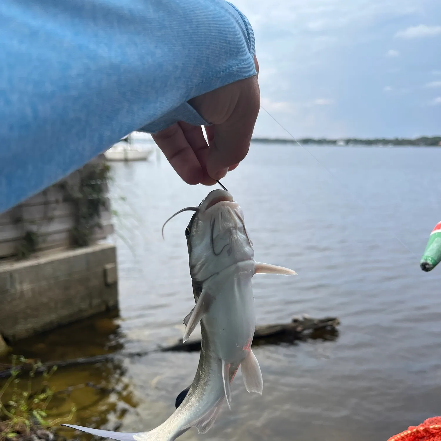 Hardhead sea catfish caught on Fishbrain