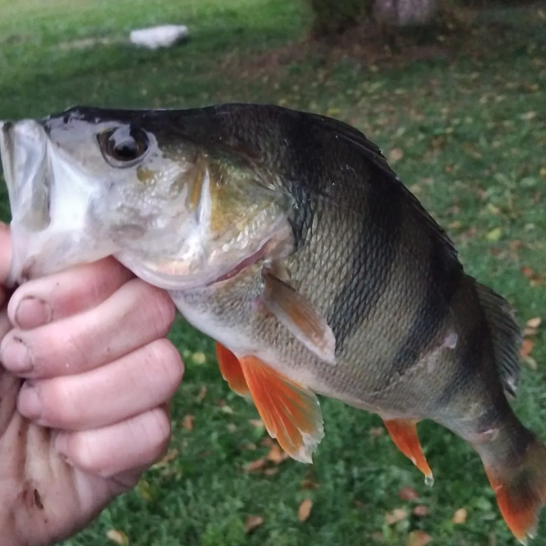 European perch caught on Fishbrain