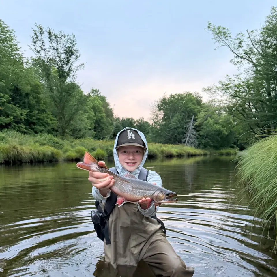Brook trout caught on Fishbrain