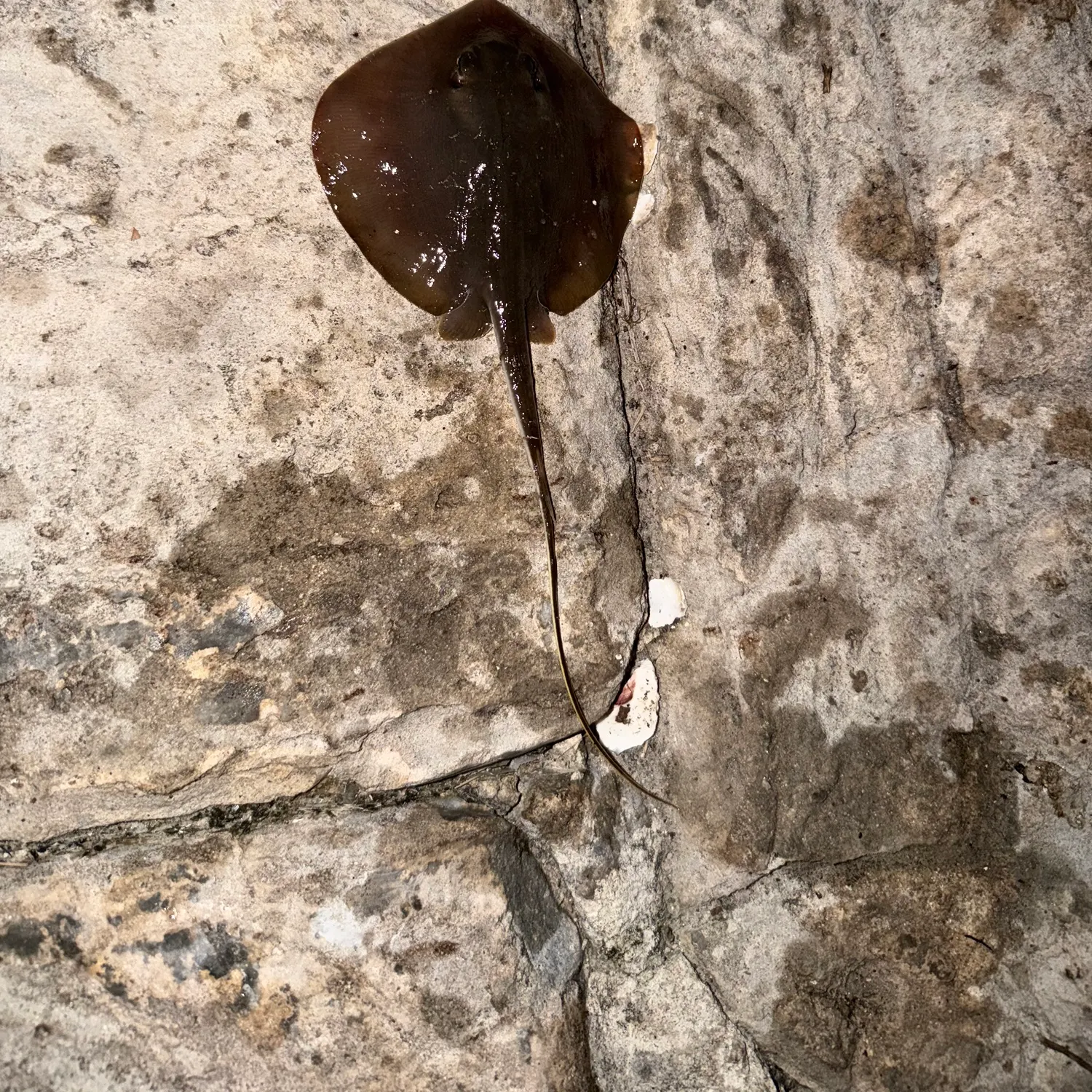 The most recent Atlantic stingray catches on Fishbrain