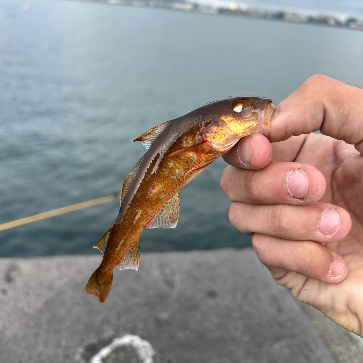 The most popular recent Poor cod catch on Fishbrain