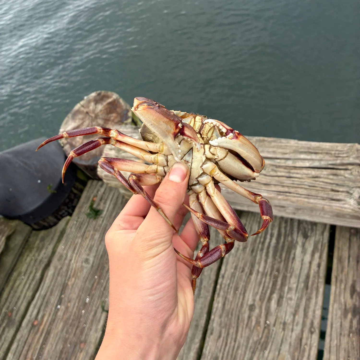 The most recent Graceful rock crab catches on Fishbrain