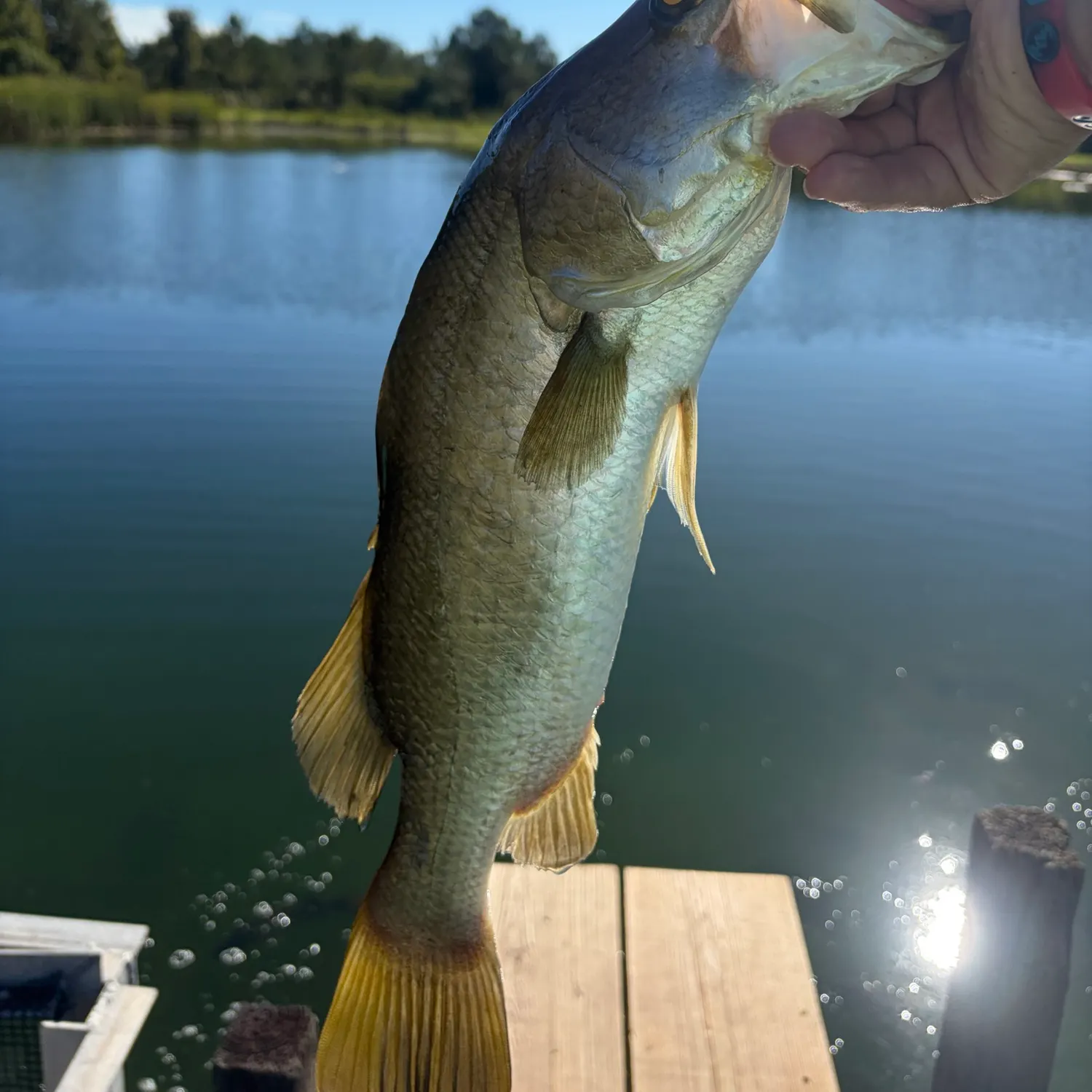 Barramundi caught on Fishbrain