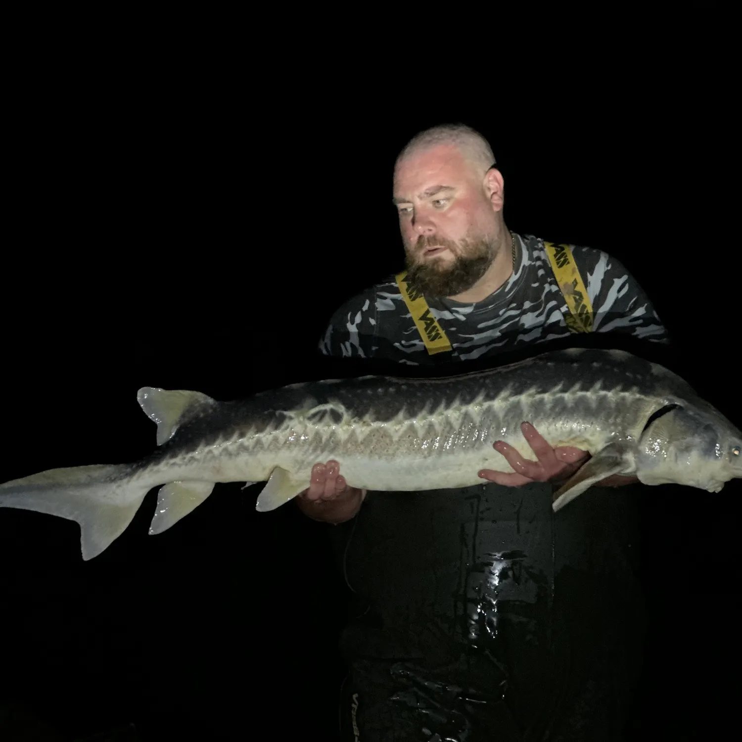The most recent European sturgeon catches on Fishbrain