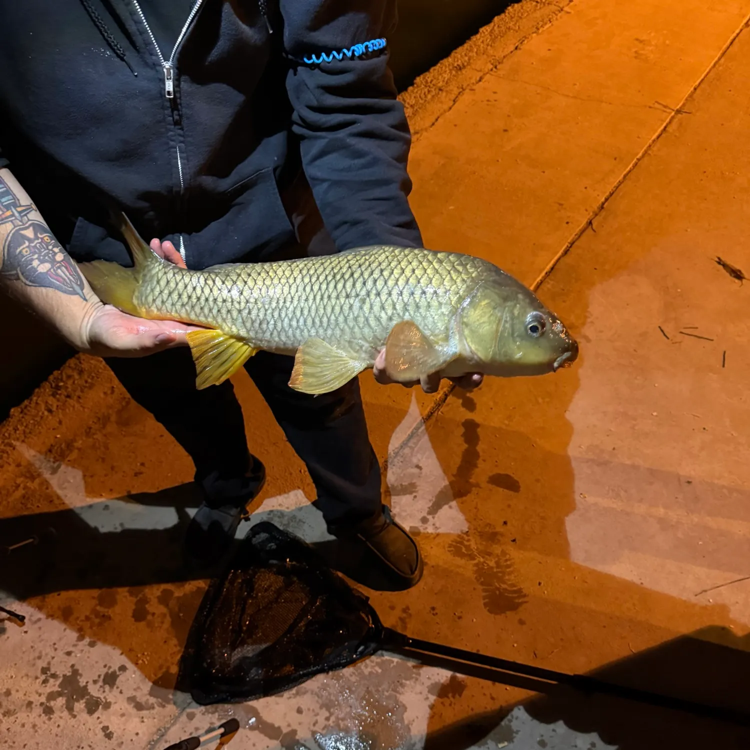 Common carp caught on Fishbrain