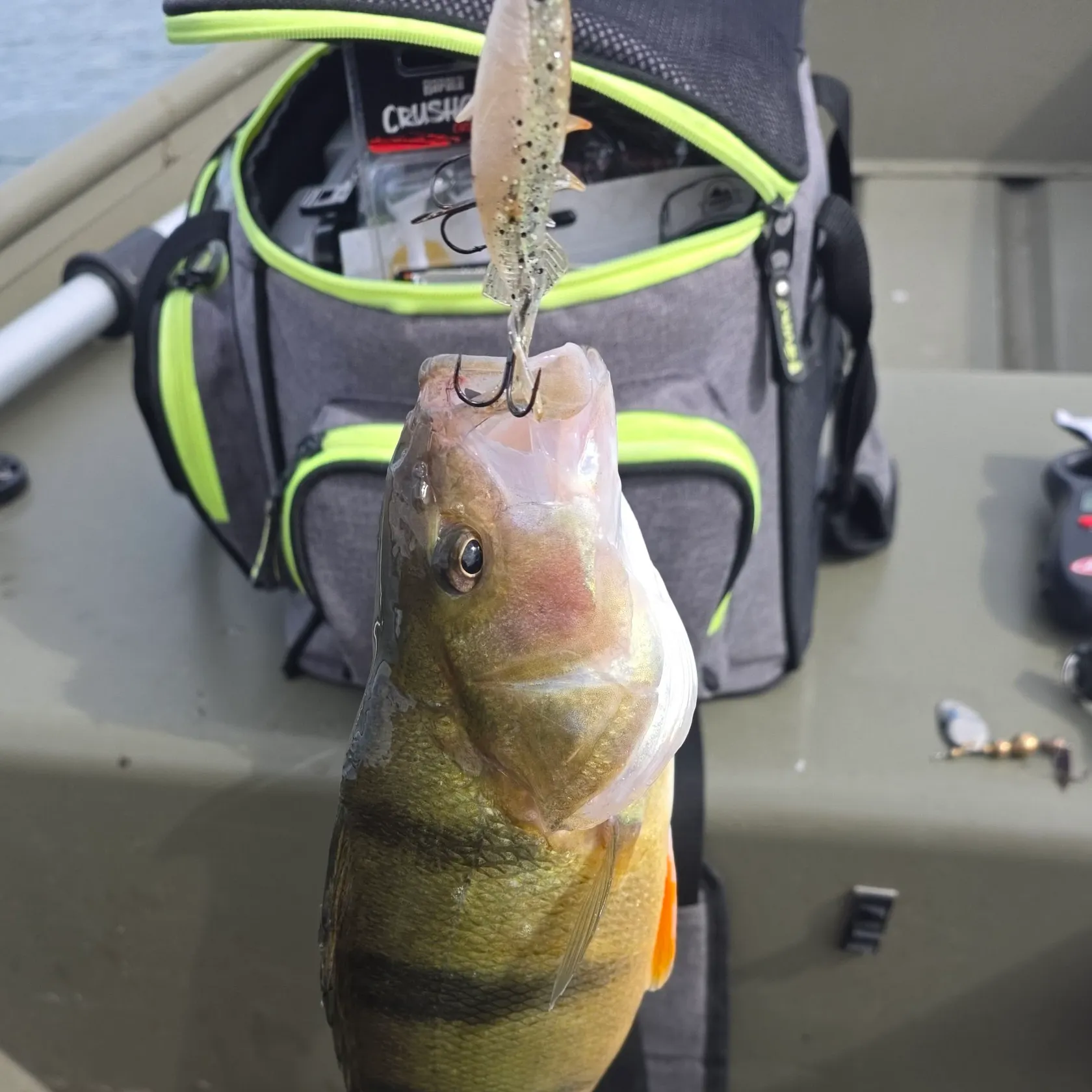 The most recent European perch catches on Fishbrain