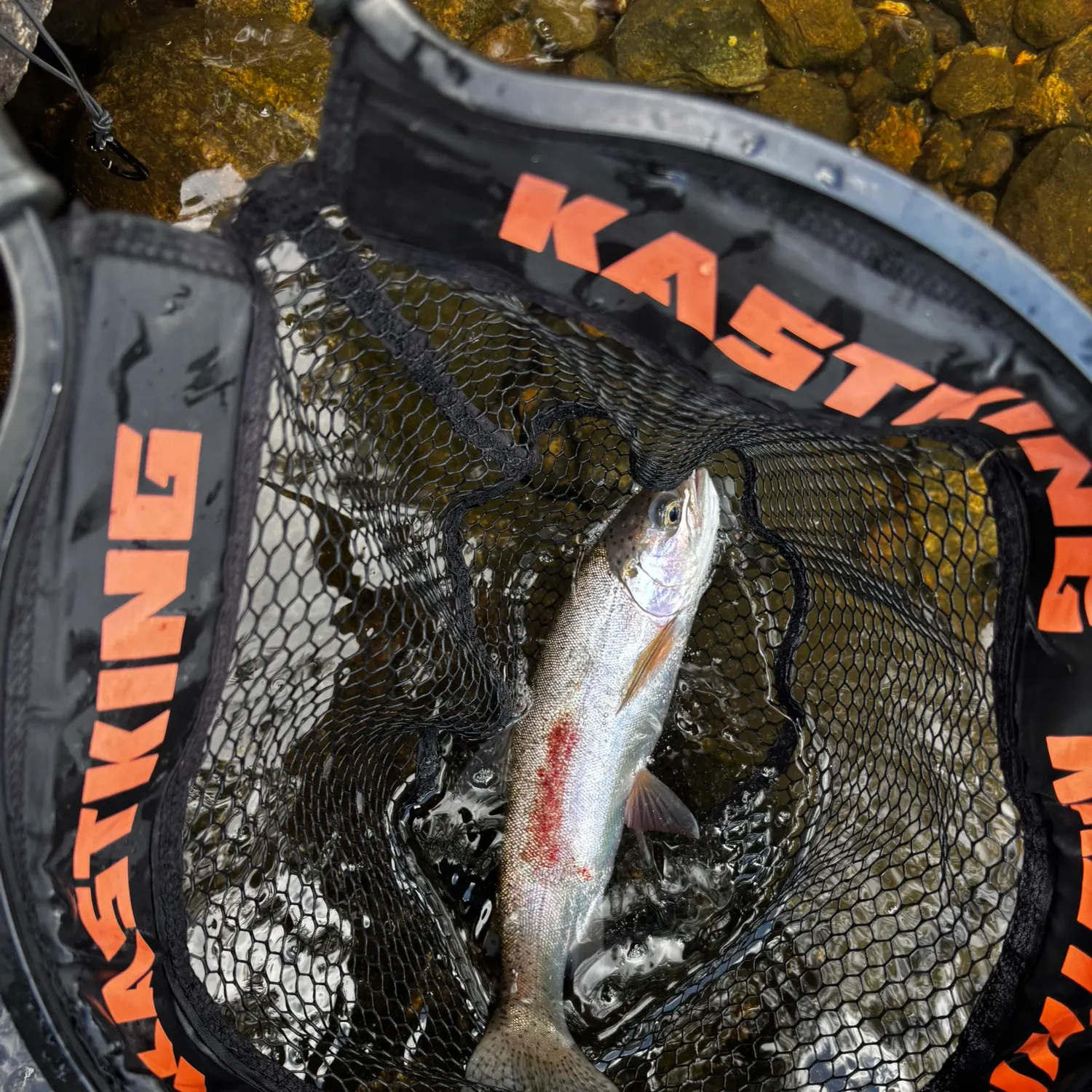 Rainbow trout caught on Fishbrain