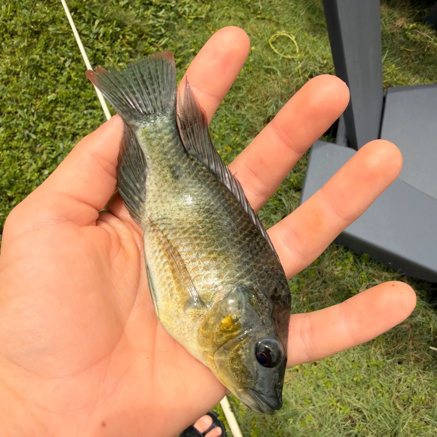 The most recent Wami tilapia catches on Fishbrain