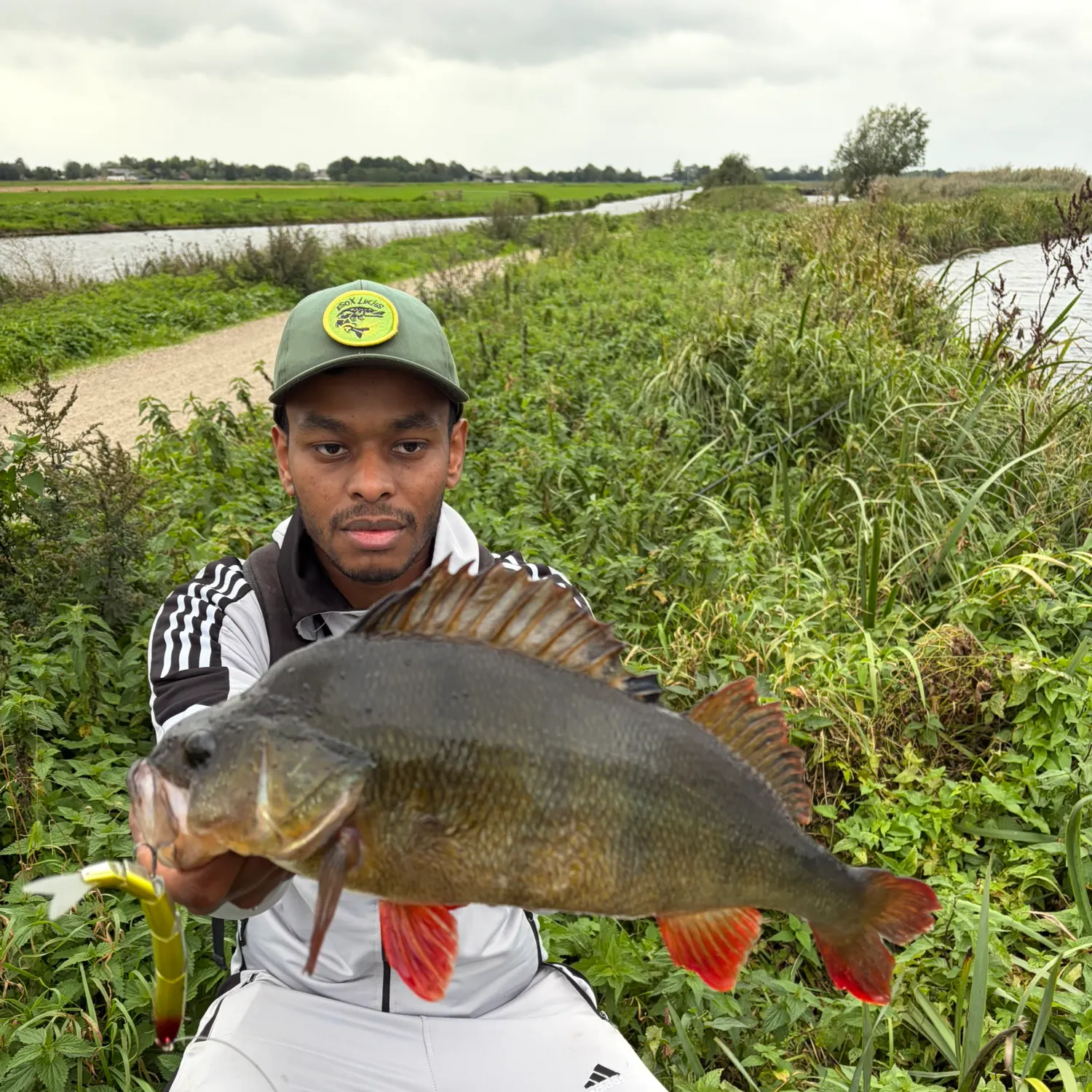 European perch caught on Fishbrain