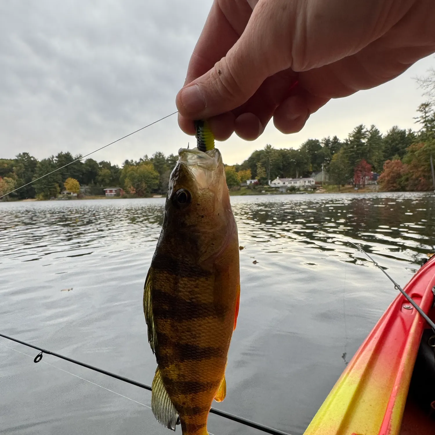 Yellow perch caught on Fishbrain