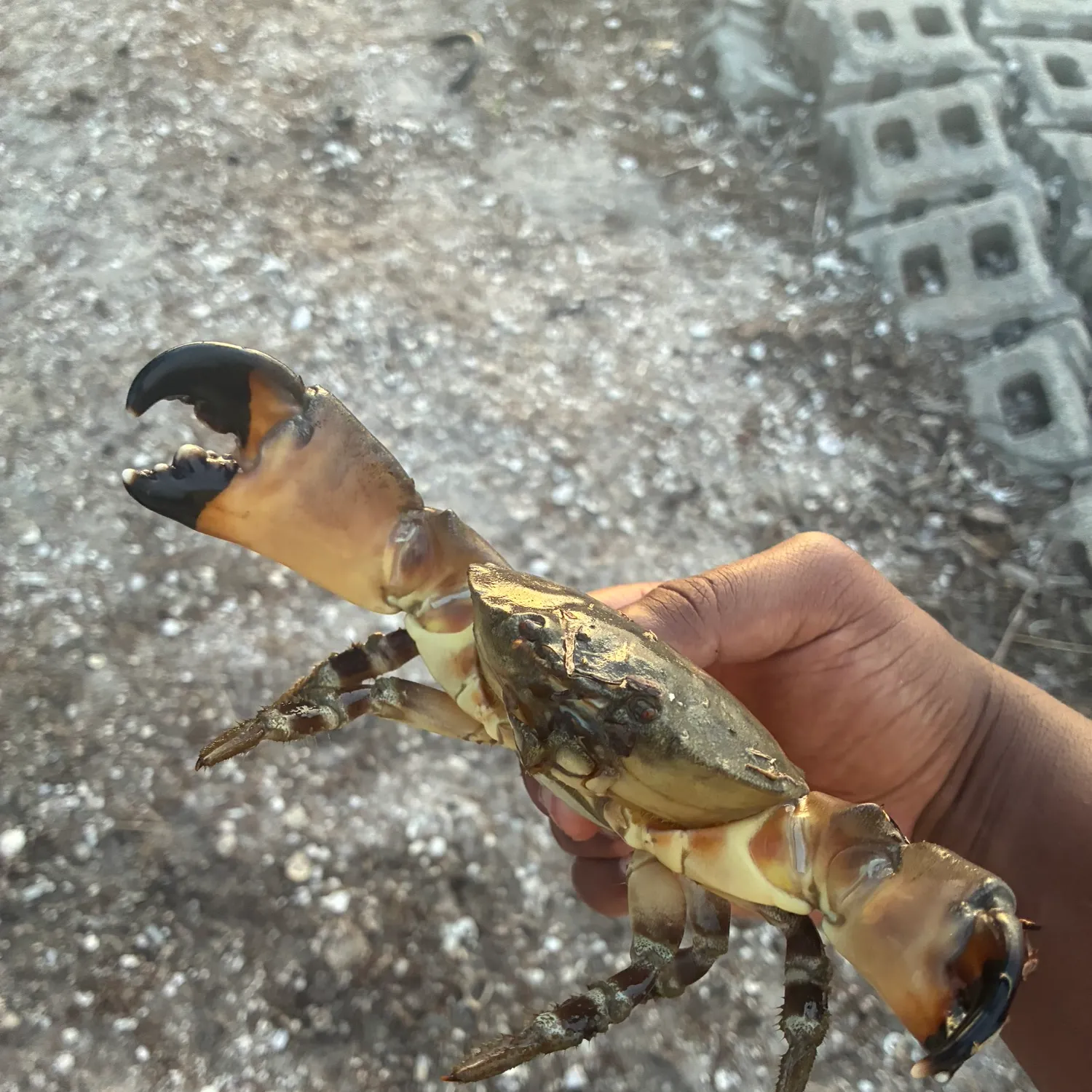 The most recent Florida stone crab catches on Fishbrain