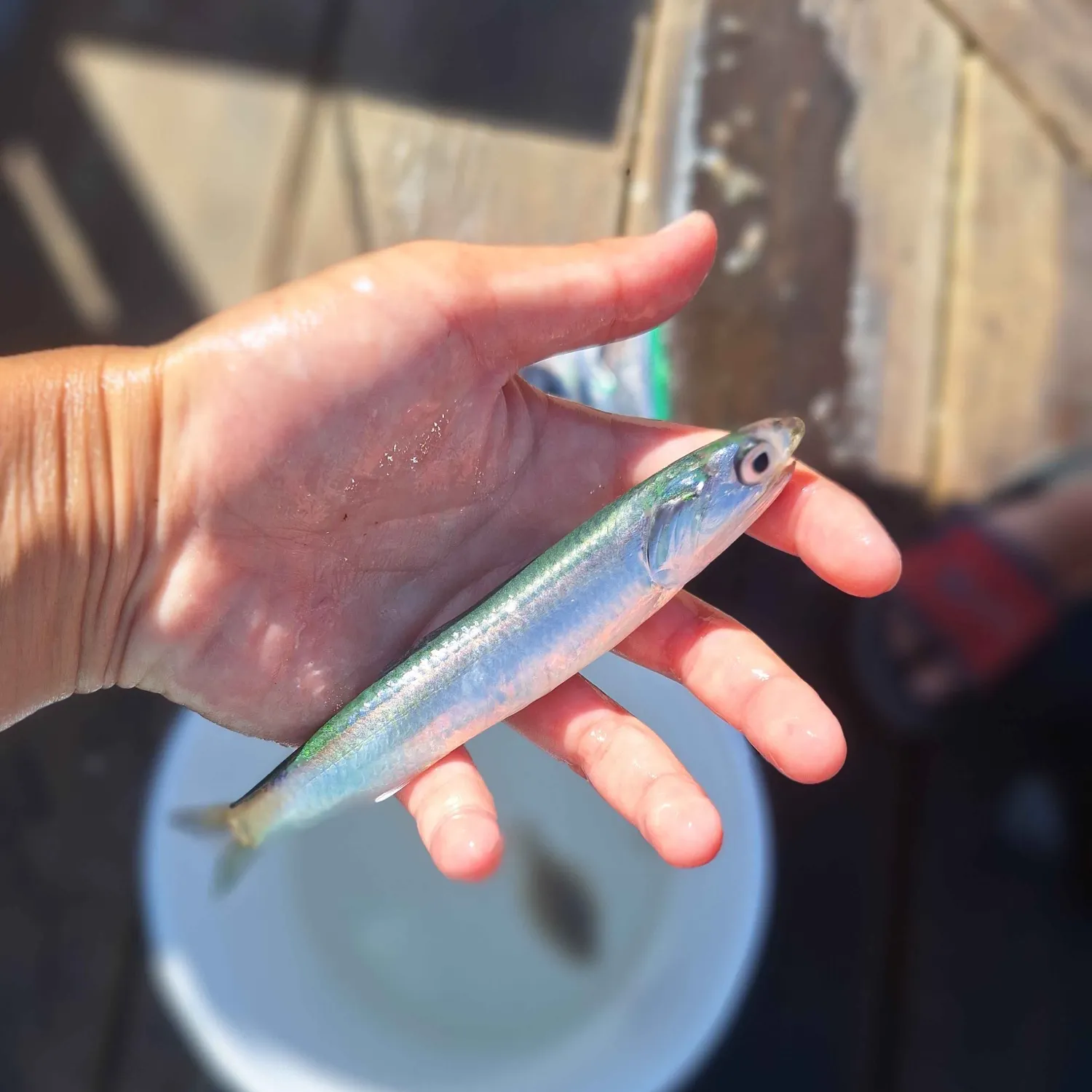The most recent Northern anchovy catches on Fishbrain