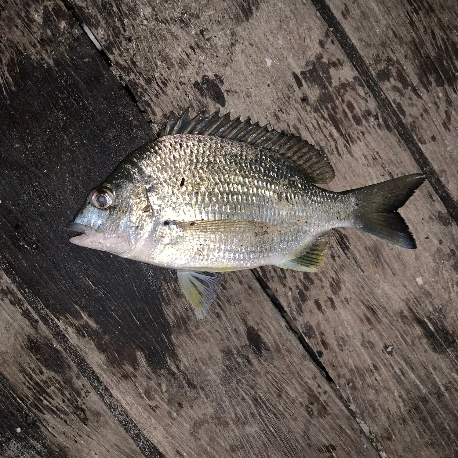 The most recent Surf bream catches on Fishbrain