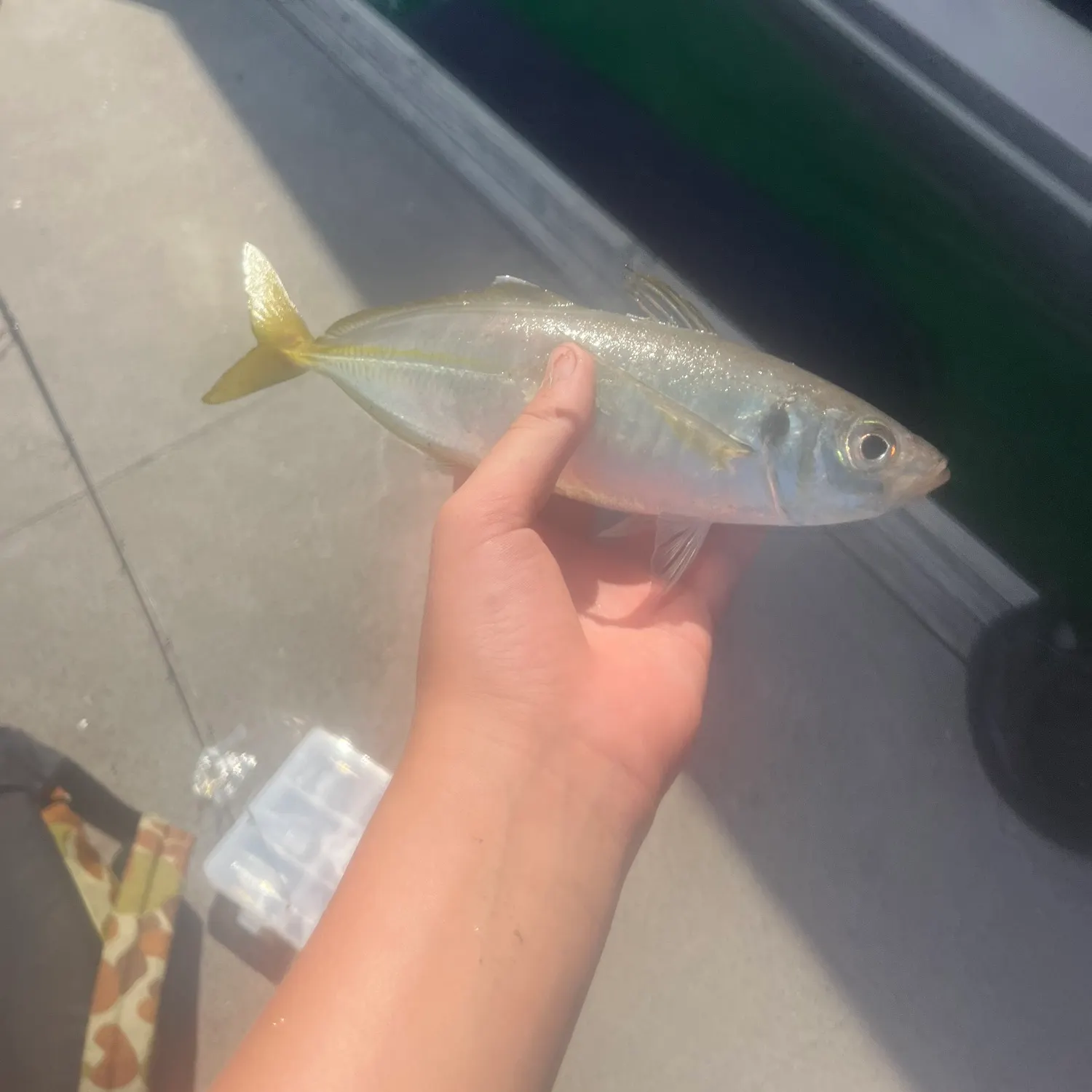 The most recent Yellowtail scad catches on Fishbrain