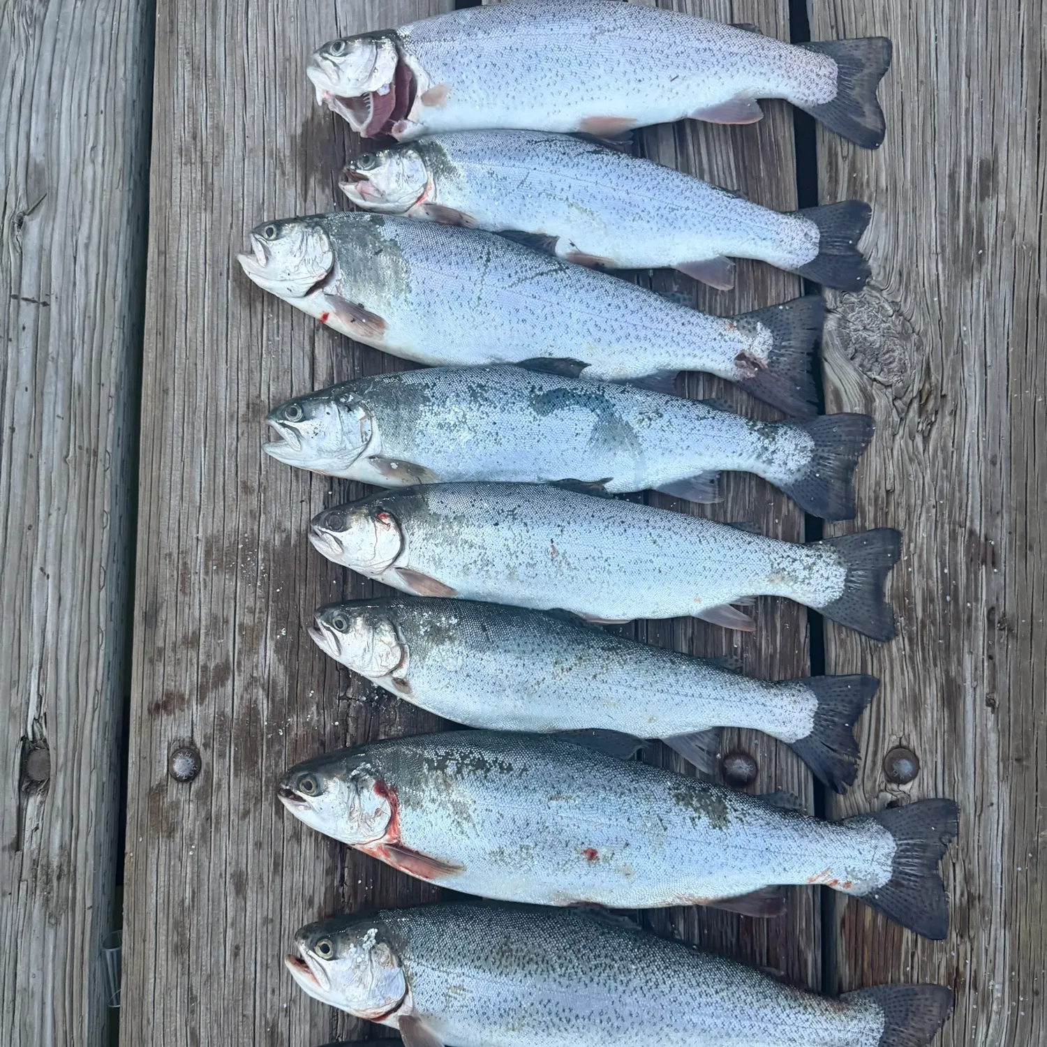 recently logged catches