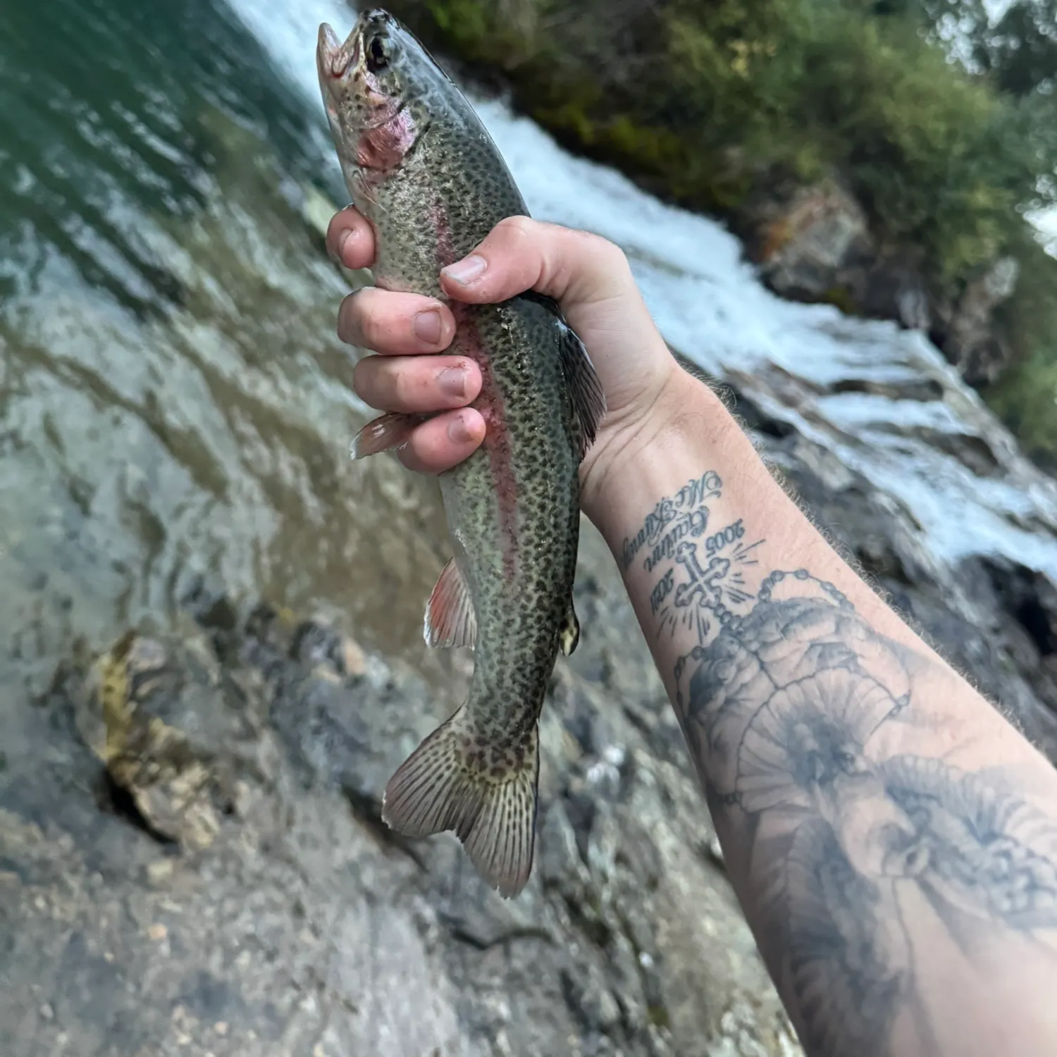 Rainbow trout caught on Fishbrain