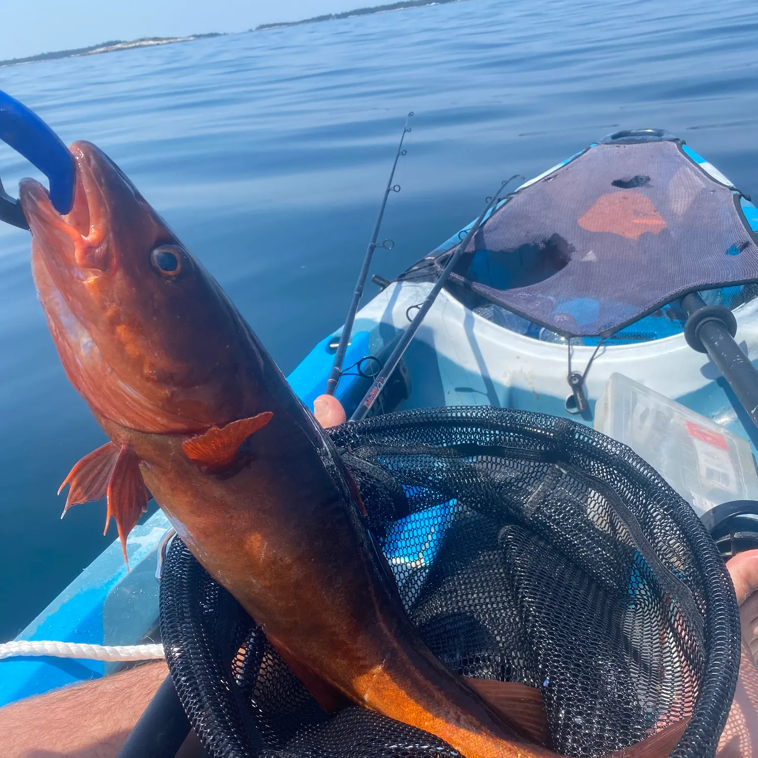 The most recent Atlantic cod catches on Fishbrain