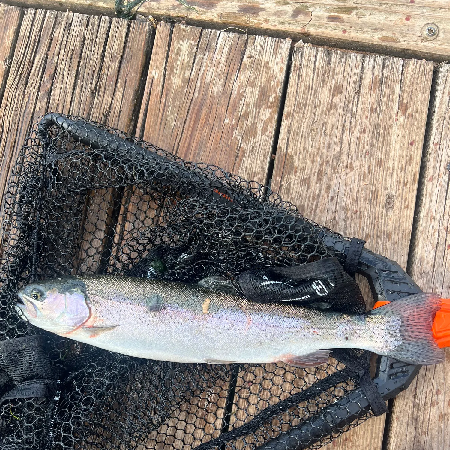 Rainbow trout caught on Fishbrain