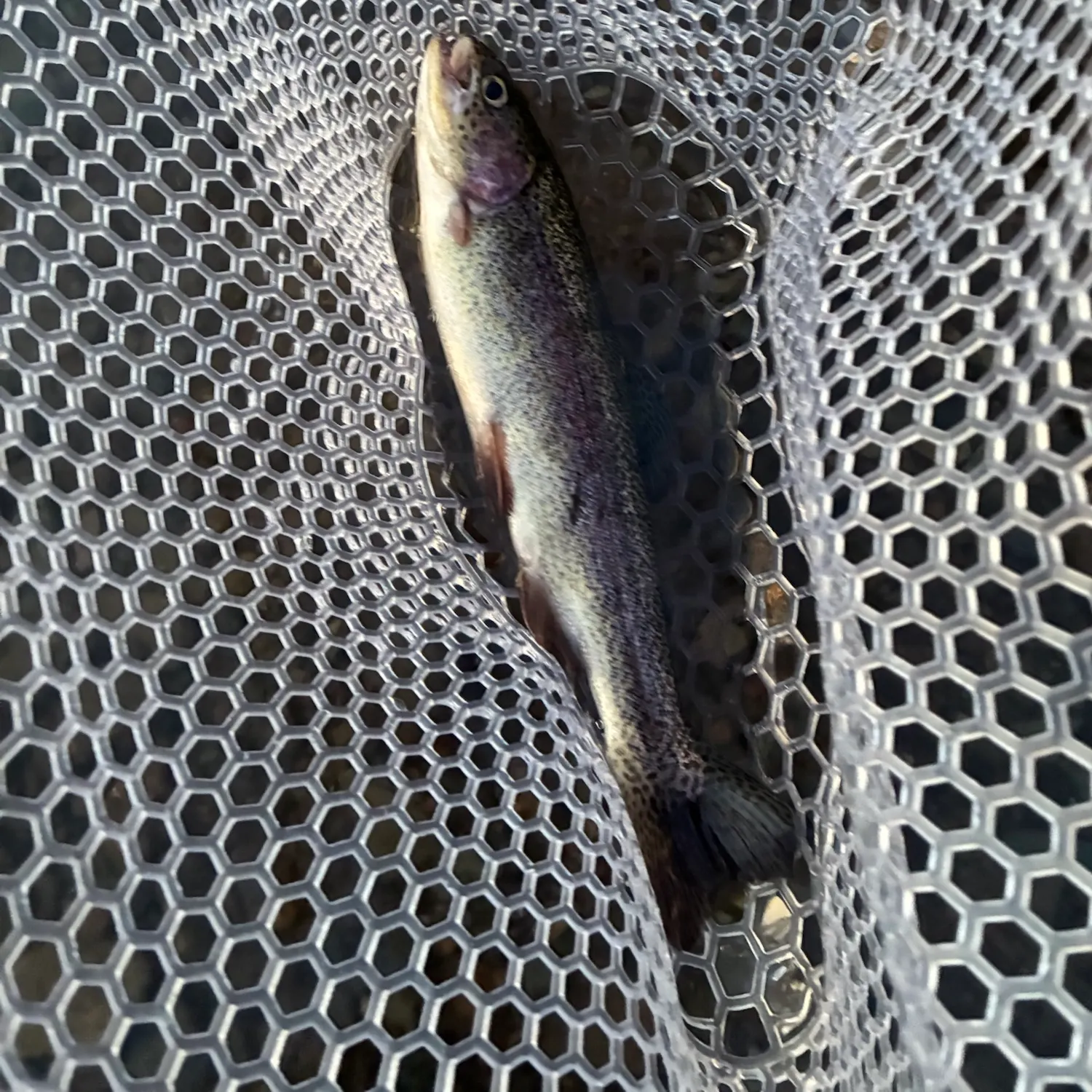 Rainbow trout caught on Fishbrain