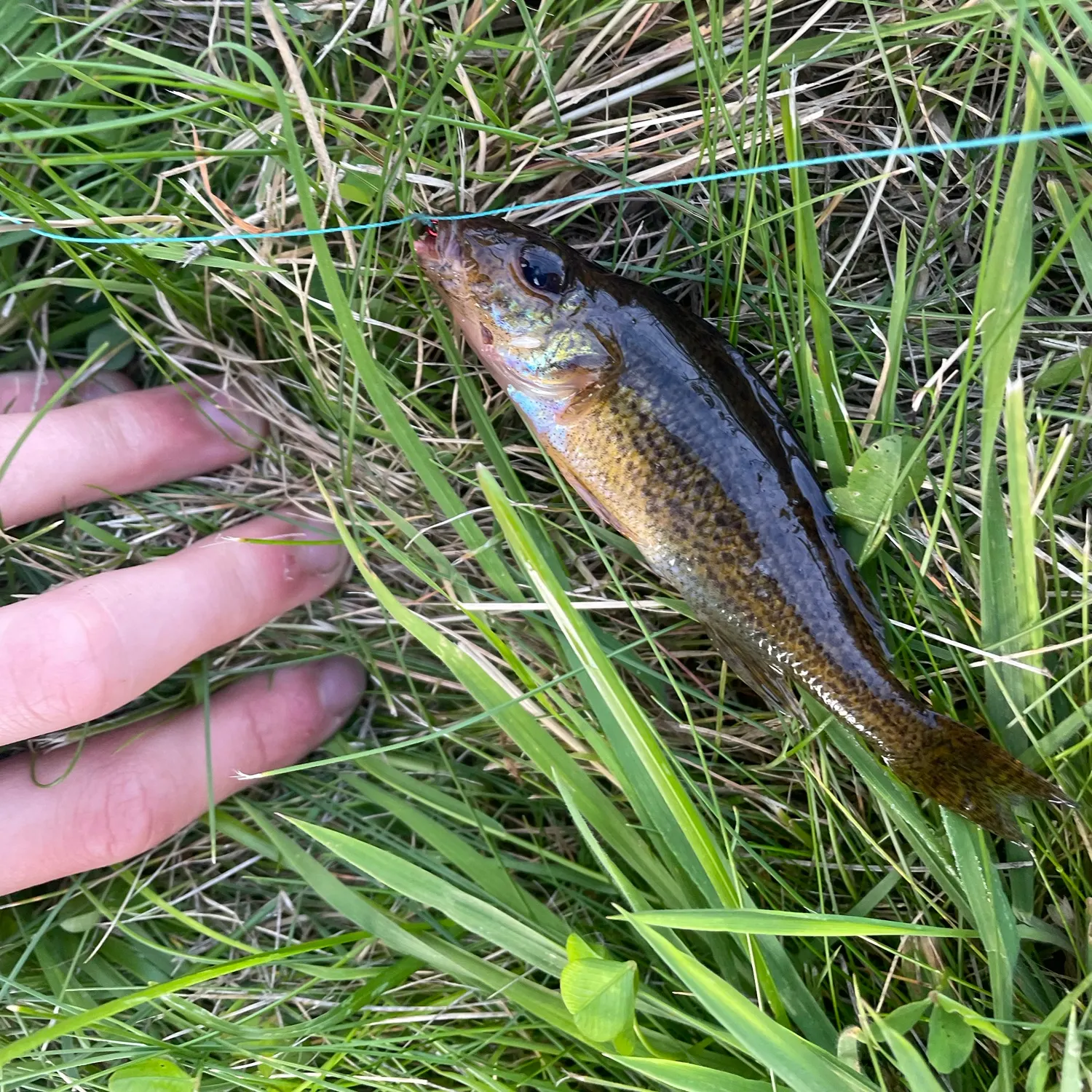 The most recent Eurasian ruffe catches on Fishbrain
