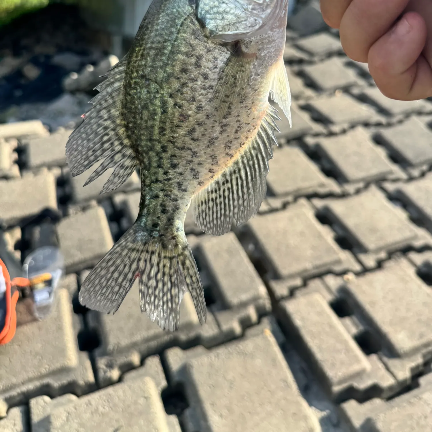 Black crappie caught on Fishbrain