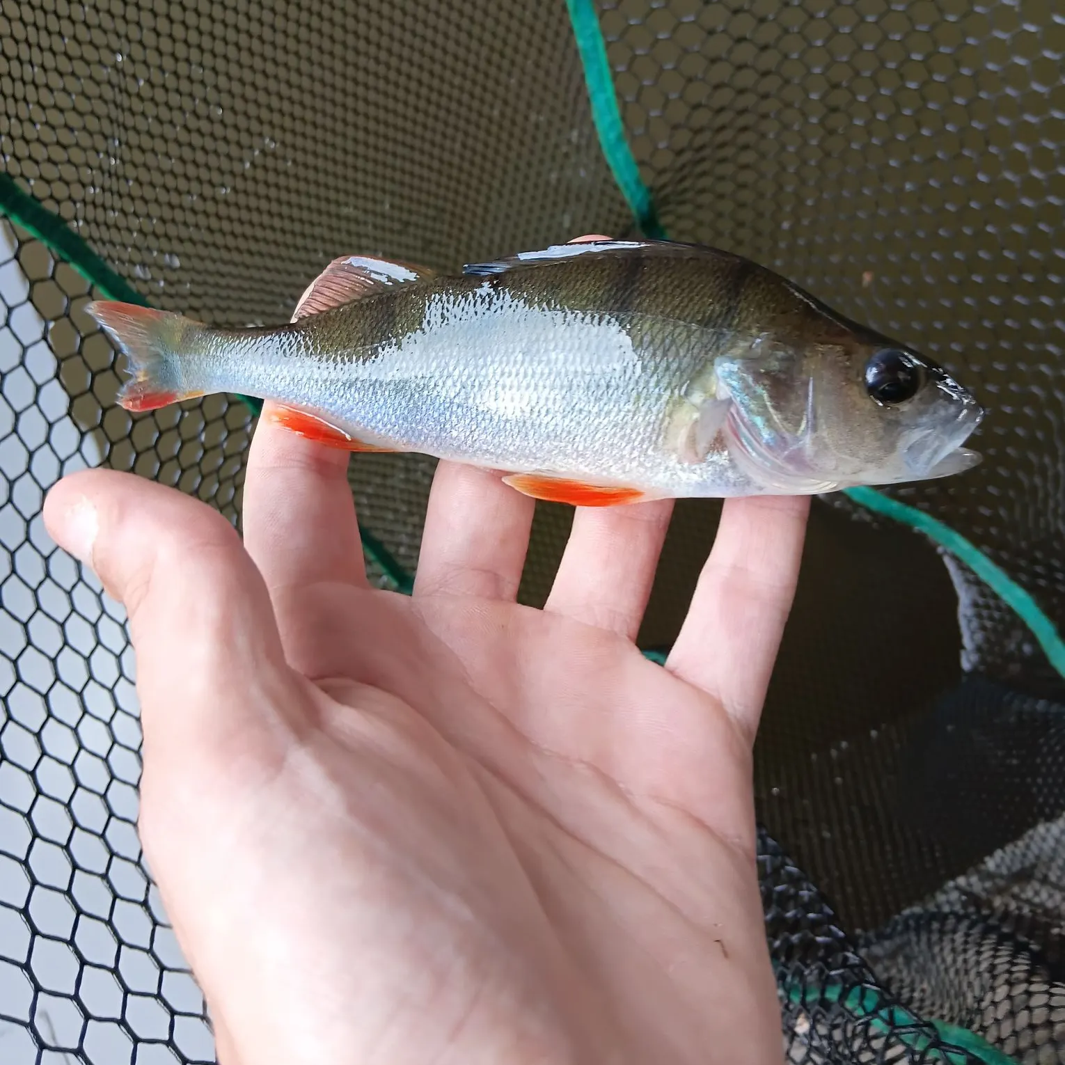 European perch caught on Fishbrain