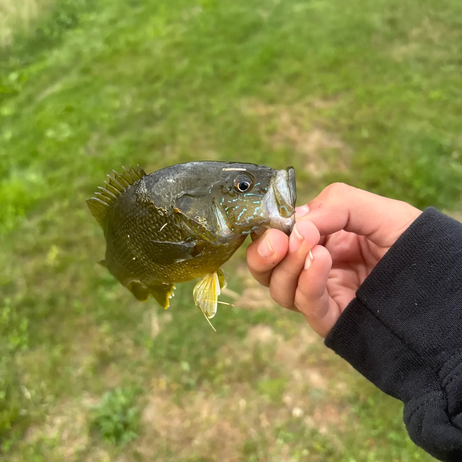 Green sunfish caught on Fishbrain