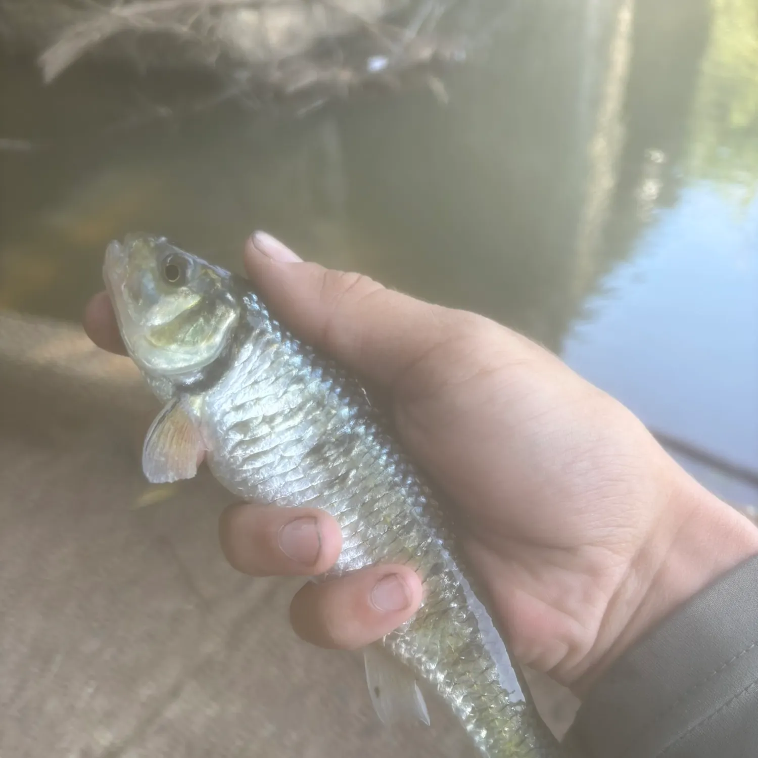 The most recent Striped shiner catches on Fishbrain