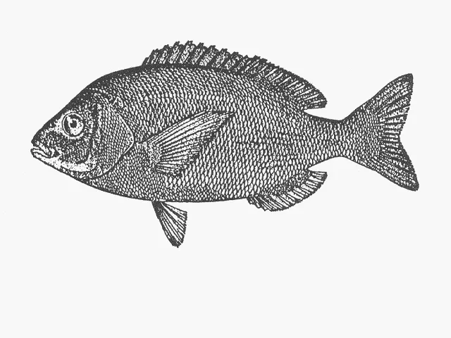 Hottentot seabream