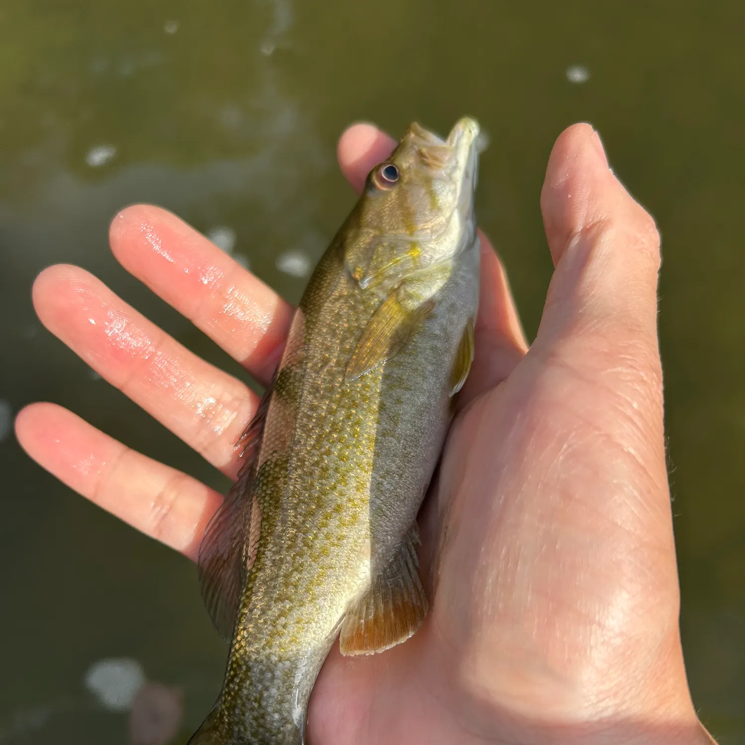 Fallfish caught on Fishbrain