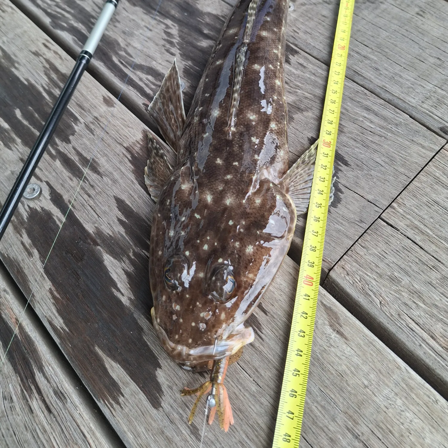 The most recent Blue-spotted flathead catches on Fishbrain