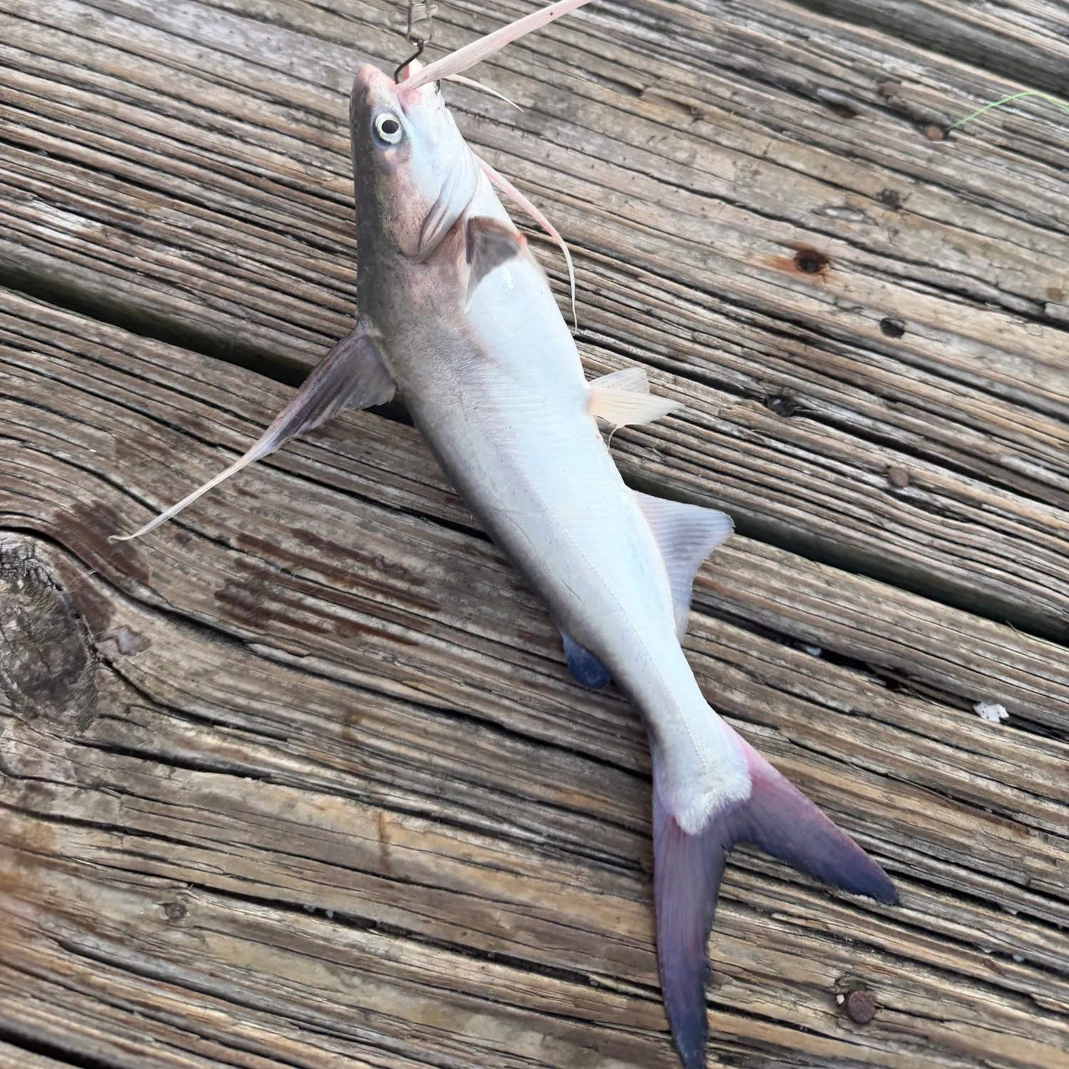Gafftopsail sea catfish caught on Fishbrain