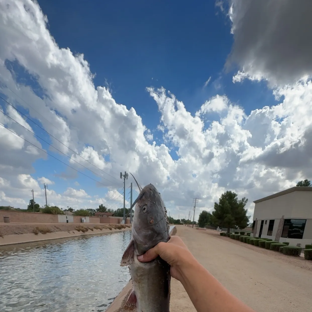 catch