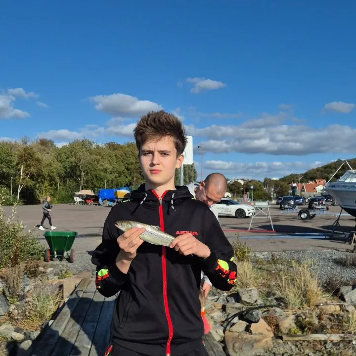 The most recent Sea trout catches on Fishbrain