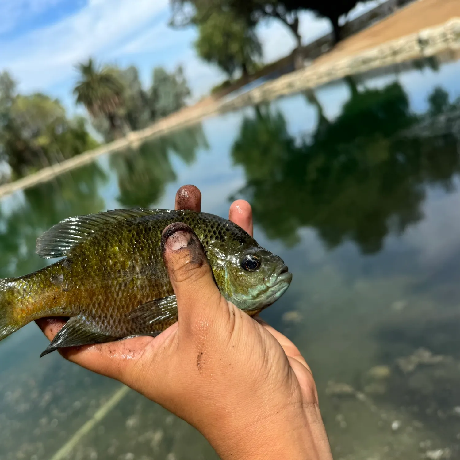 Bluegill caught on Fishbrain