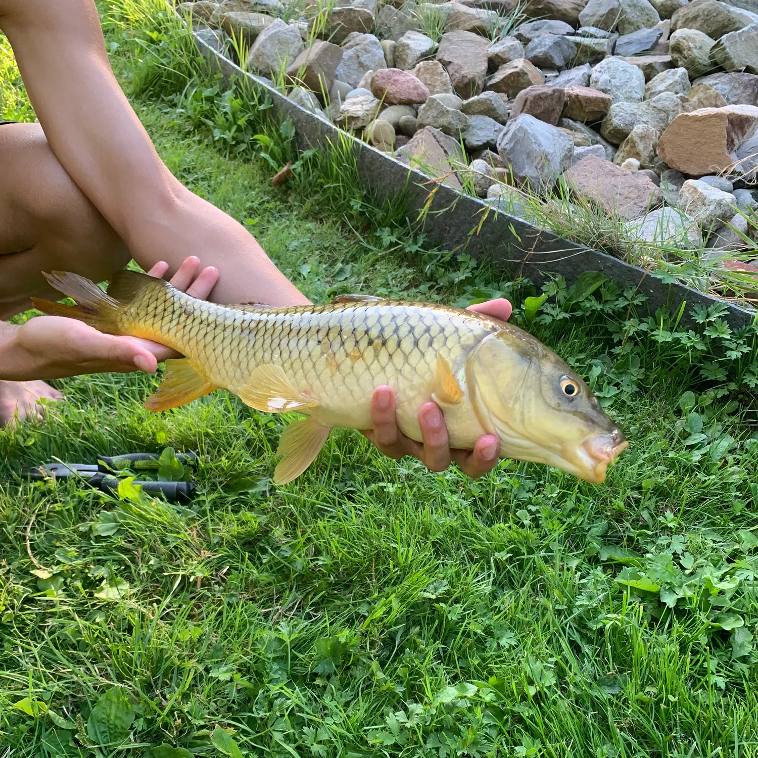 Common carp caught on Fishbrain