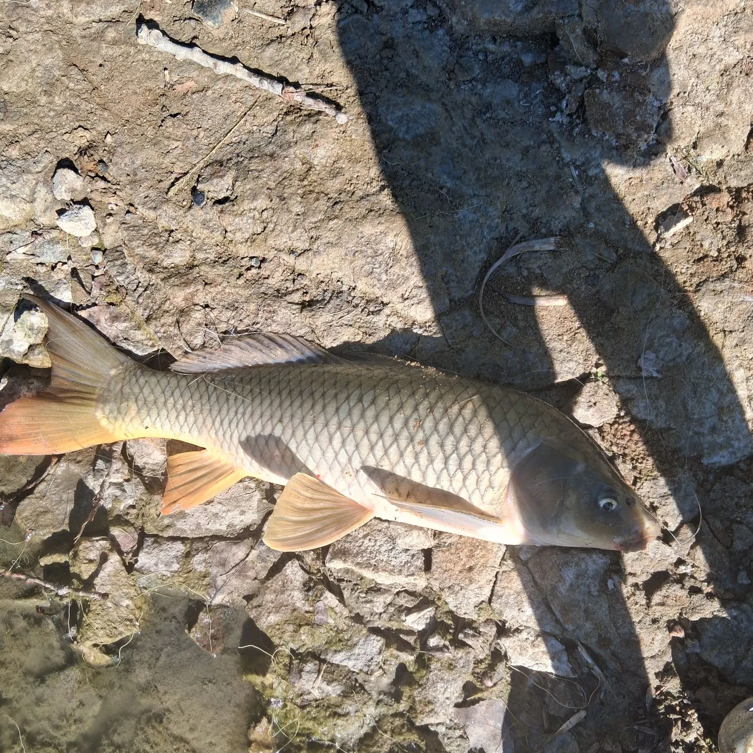 Common carp caught on Fishbrain