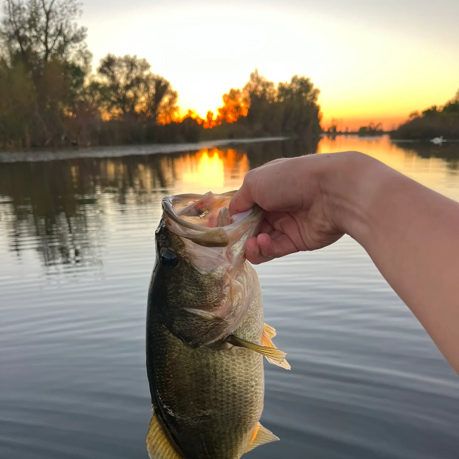 Largemouth bass caught on Fishbrain
