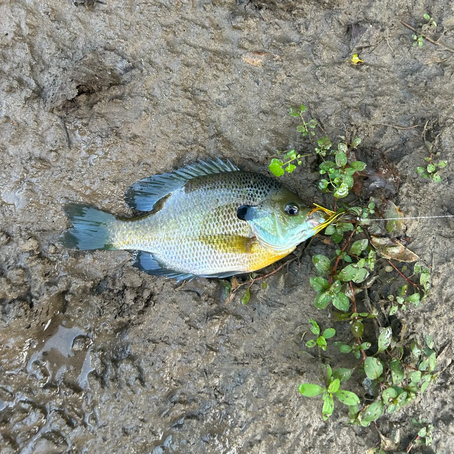 Bluegill caught on Fishbrain