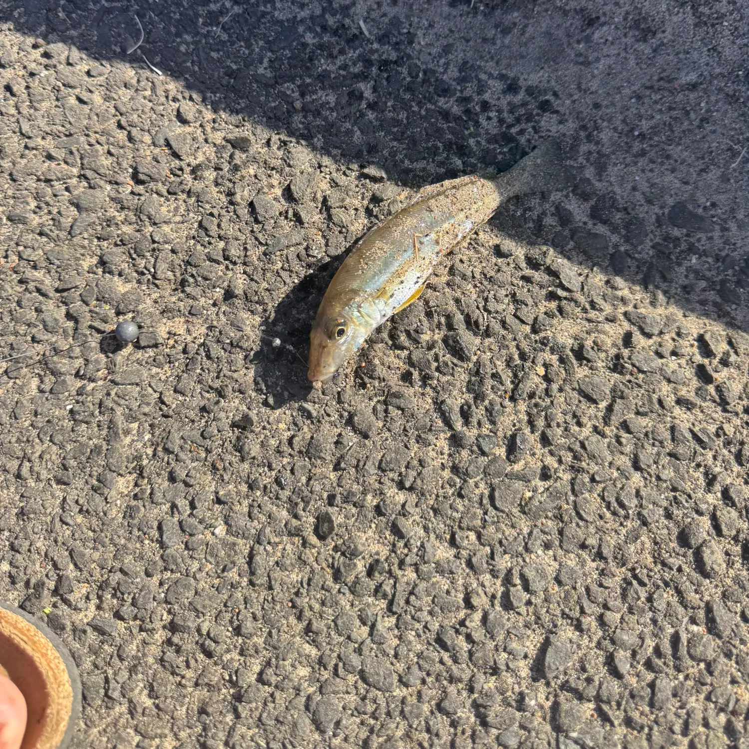 The most recent King George whiting catches on Fishbrain