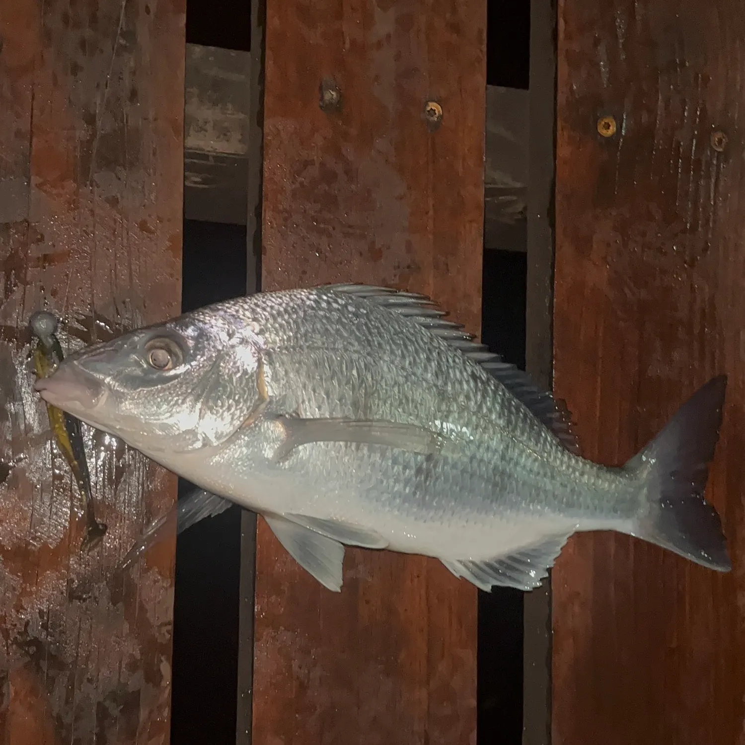 The most recent White steenbras catches on Fishbrain