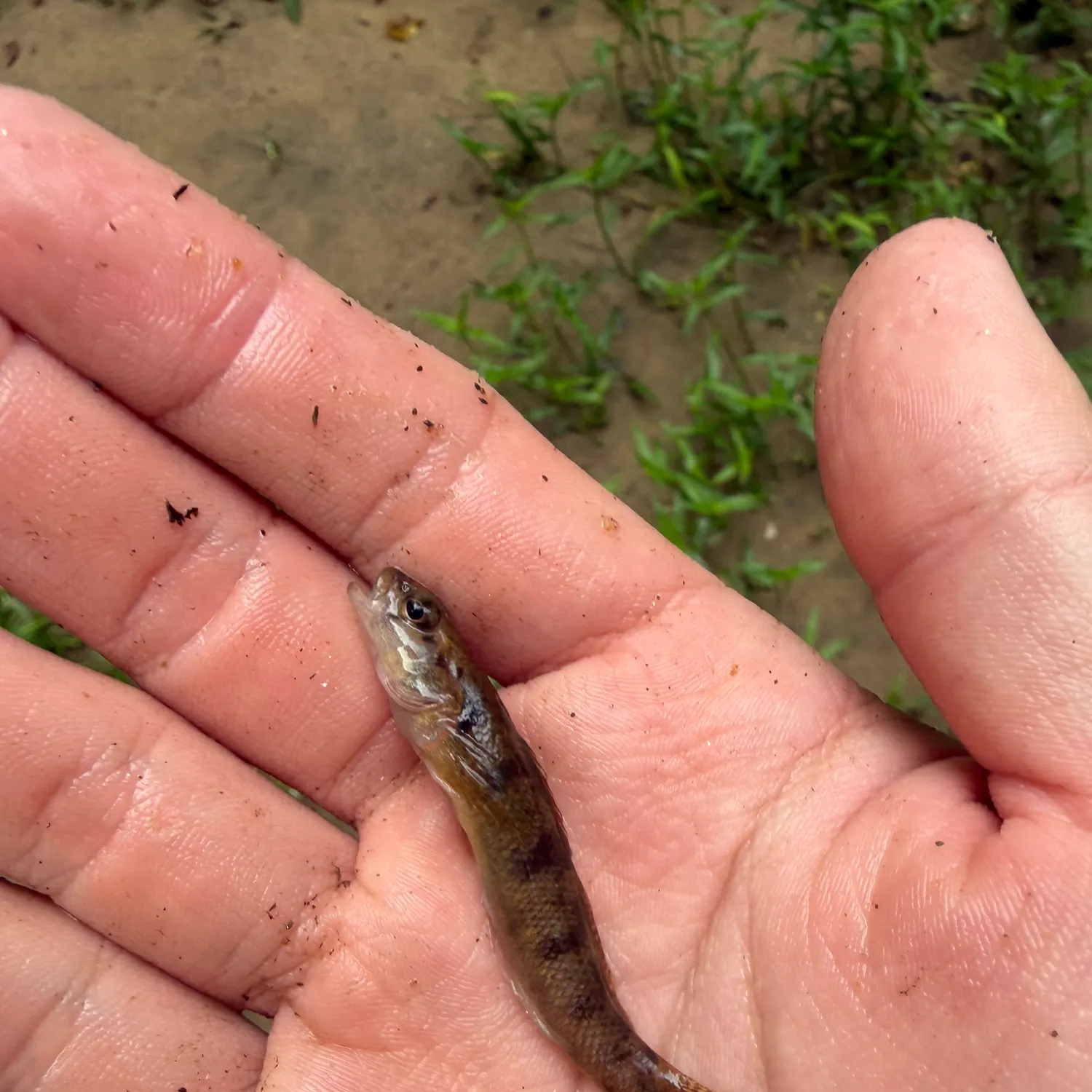 The most recent Carolina fantail darter catches on Fishbrain
