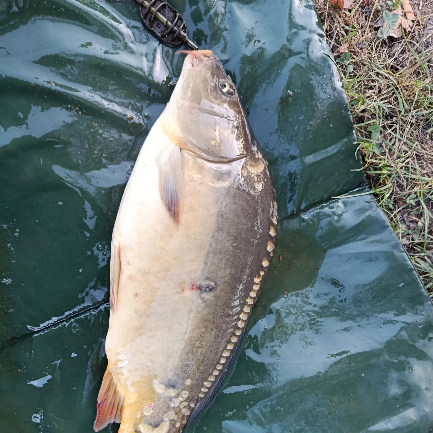 Mirror carp caught on Fishbrain
